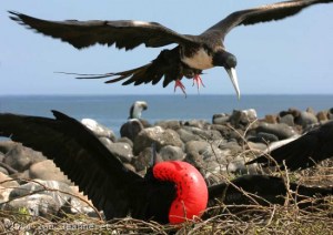 rabihorcado-magnc3adfico-o-ave-fragata-magnc3adfica-fregata-magnificens