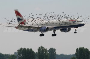 bird strike