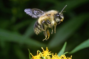 11734_Bee-in-Flight-Edit-1000