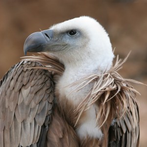 Eagle_beak_sideview_A