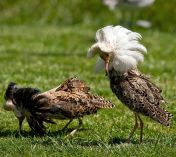 philomachus_pugnax_-diergaarde_blijdorp-8c-2