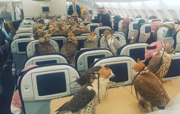 80-falcons-take-flight-with-other-passengers-onboard